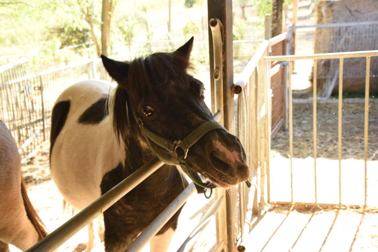 Farm Stay Il Carro Del Colle โกลเลวาเลนซา ภายนอก รูปภาพ